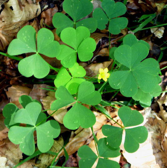 Europischer Sauerklee - Oxalis stricta