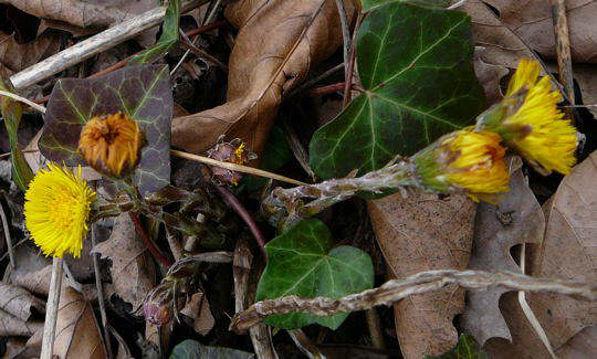 Gemeiner Huflattich - Tussilago farfara