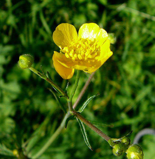 Hahnenfu  - Ranunculus spec.