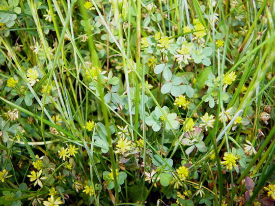 Kleiner Klee - Trifolium dubium