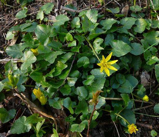 Scharbockskraut - Ranunculus ficaria