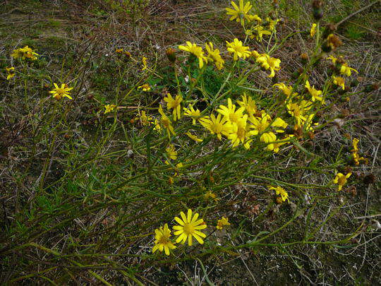 Schmalblttriges Greiskraut - Senecio inaequidens
