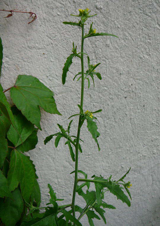 Weg-Rauke - Sisymbrium officinale