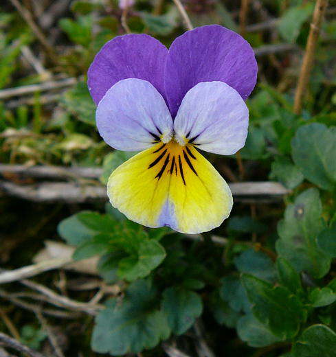 Wildes Stiefmtterchen - Viola tricolor