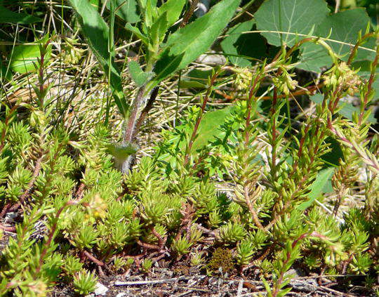 Zierliche Fetthenne - Sedum forsterianum