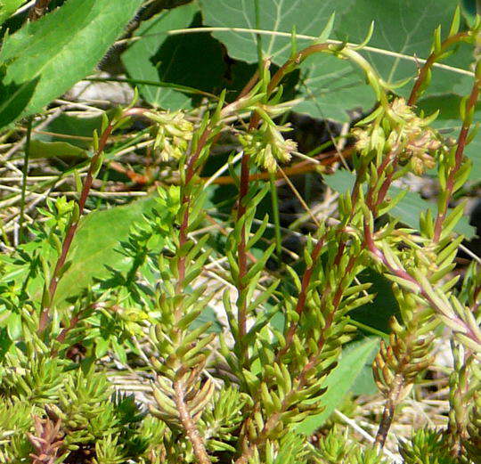 Zierliche Fetthenne - Sedum forsterianum