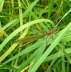 Gebnderte Prachtlibelle - Calopteryx splendens