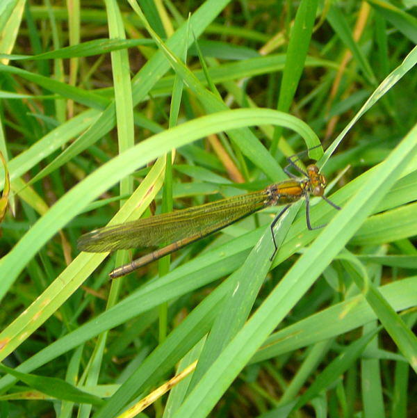 Gebnderte Prachtlibelle - Calopteryx splendens