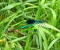 Gebnderte Prachtlibelle - Calopteryx splendens