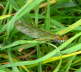 Gebnderte Prachtlibelle - Calopteryx splendens