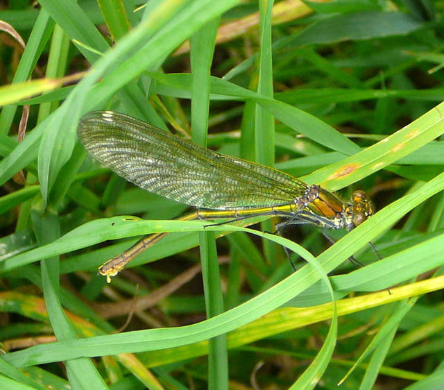 Gebnderte Prachtlibelle - Calopteryx splendens