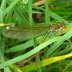 Gebnderte Prachtlibelle - Calopteryx splendens