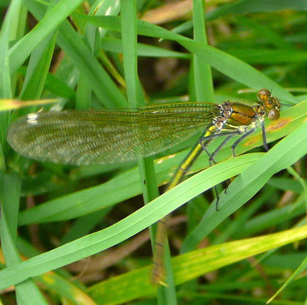 Gebnderte Prachtlibelle - Calopteryx splendens