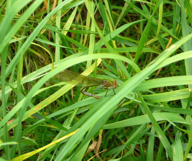 Gebnderte Prachtlibelle - Calopteryx splendens