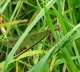 Gebnderte Prachtlibelle - Calopteryx splendens