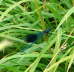 Gebnderte Prachtlibelle - Calopteryx splendens