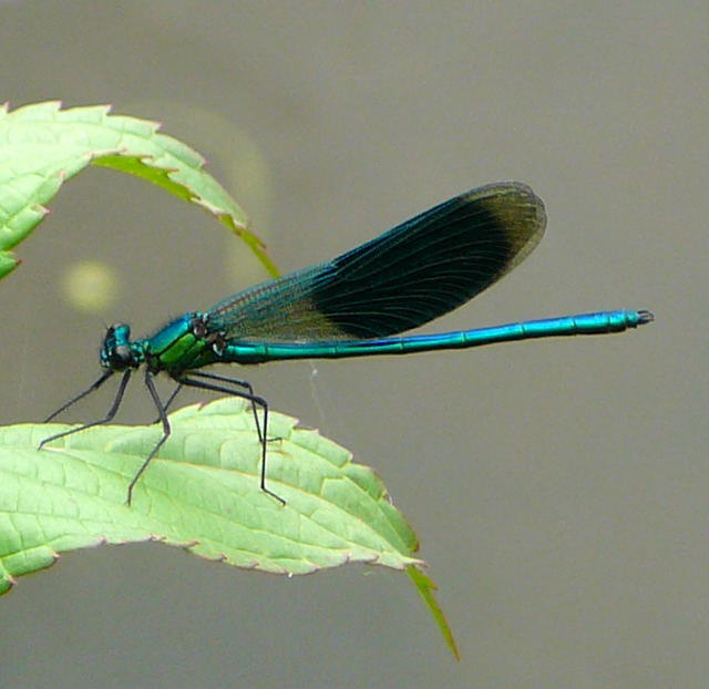 Gebnderte Prachtlibelle - Calopteryx splendens
