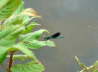 Gebnderte Prachtlibelle - Calopteryx splendens