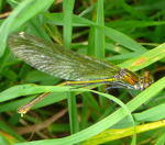 Gebnderte Prachtlibelle - Calopteryx splendens