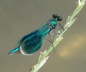 Gebnderte Prachtlibelle - Calopteryx splendens