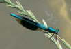 Gebnderte Prachtlibelle - Calopteryx splendens