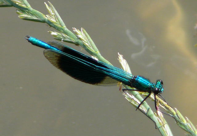 Gebnderte Prachtlibelle - Calopteryx splendens