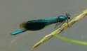 Gebnderte Prachtlibelle - Calopteryx splendens
