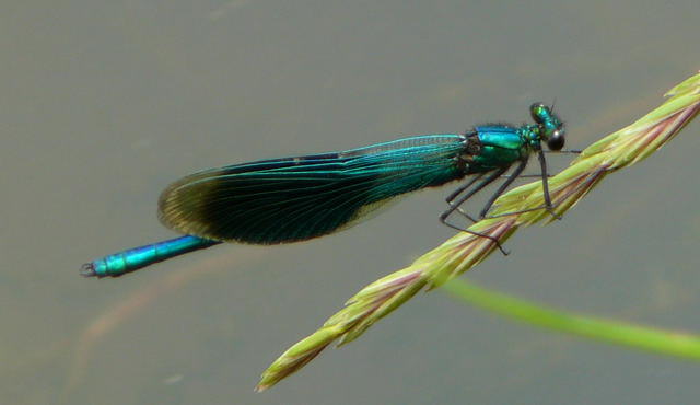 Gebnderte Prachtlibelle - Calopteryx splendens