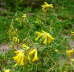 Gelber Lerchensporn - Corydalis lutea