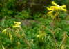 Gelber Lerchensporn - Corydalis lutea