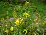 Gelber Lerchensporn - Corydalis lutea
