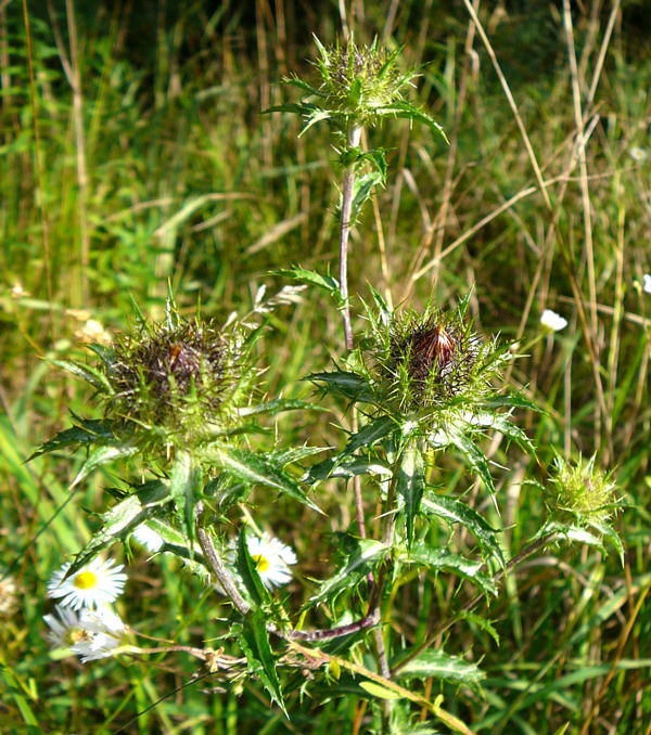 Gemeine Golddistel - Carlina vulgaris