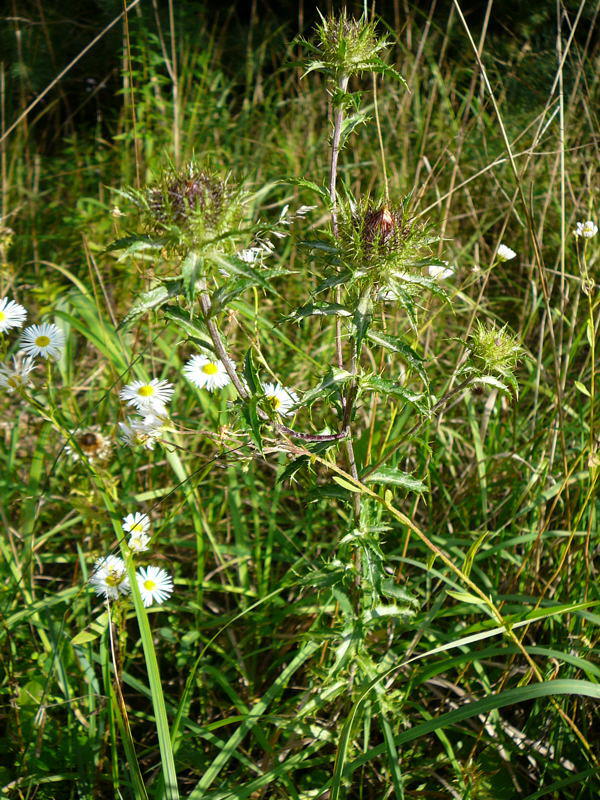 Gemeine Golddistel - Carlina vulgaris