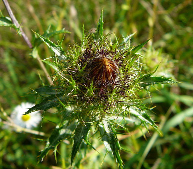 Gemeine Golddistel - Carlina vulgaris