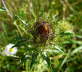 Gemeine Golddistel - Carlina vulgaris