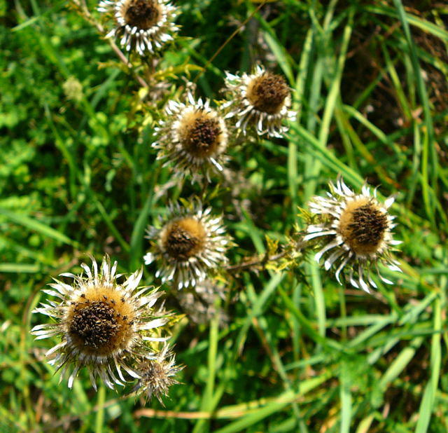 Gemeine Golddistel - Carlina vulgaris