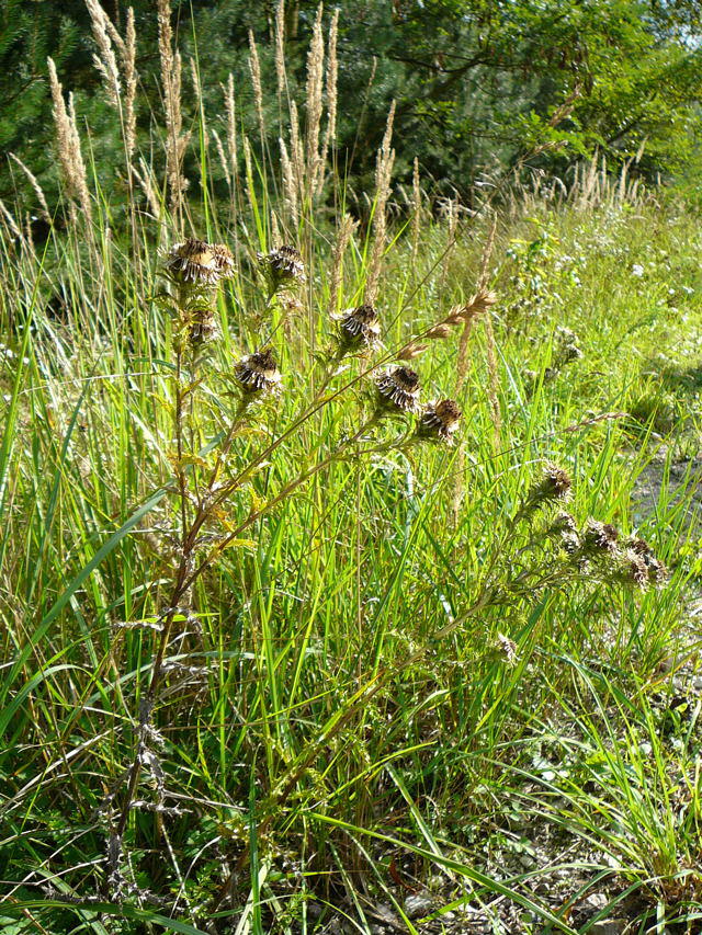 Gemeine Golddistel - Carlina vulgaris