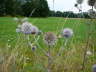 Gemeine Kugeldistel  - Echinops sphaerocephalus