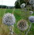 Gemeine Kugeldistel  - Echinops sphaerocephalus