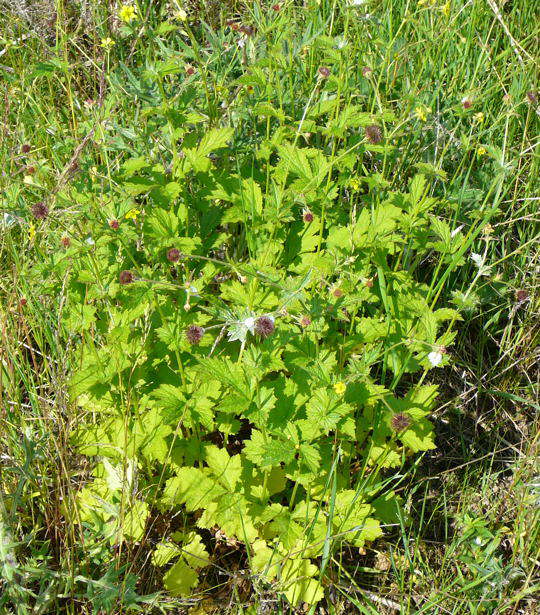 Gemeine Nelkenwurz - Geum urbanum