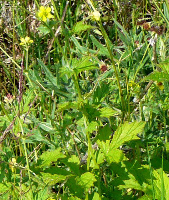 Gemeine Nelkenwurz - Geum urbanum