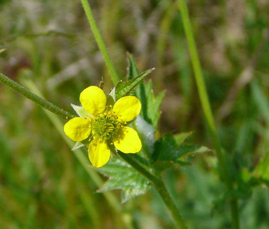 Gemeine Nelkenwurz - Geum urbanum