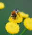 Gemeine Seidenbiene - Colletes daviesanus