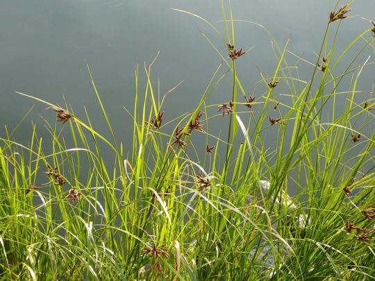 Gemeine Strandsimse - Bolboschoenus scirpus maritimes