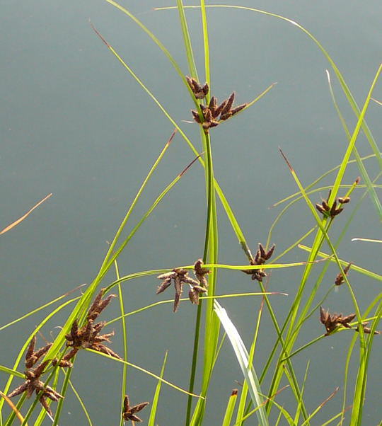 Gemeine Strandsimse - Bolboschoenus scirpus maritimes