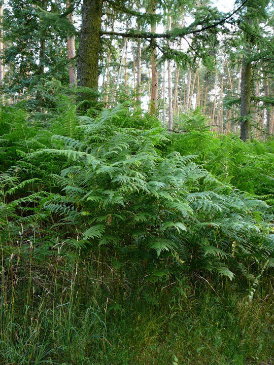 Gemeiner Adlerfarn - Pteridium aquilinum 