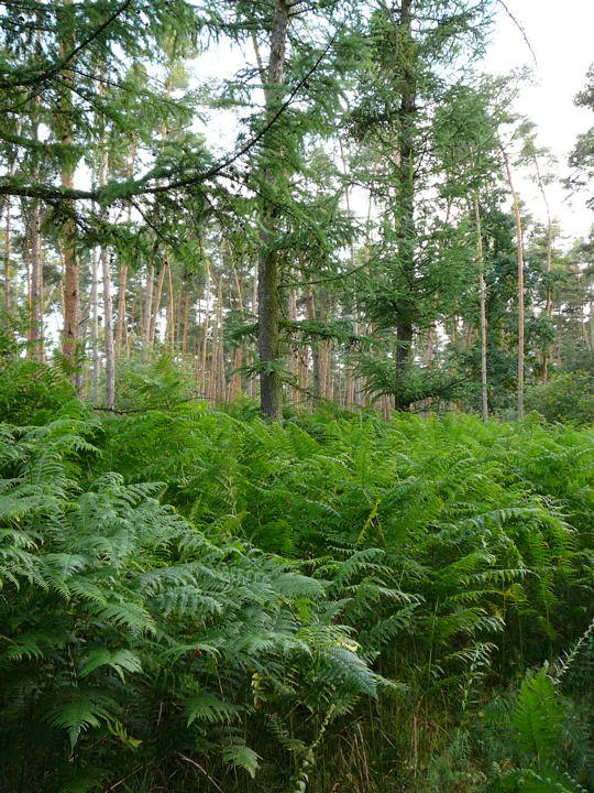 Gemeiner Adlerfarn - Pteridium aquilinum 