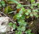 Gemeiner Efeu-Ehrenpreis - Veronica hederifolia ssp. hederifolia