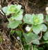 Gemeiner Efeu-Ehrenpreis - Veronica hederifolia ssp. hederifolia