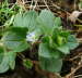 Gemeiner Gemeiner Efeu-Ehrenpreis - Veronica hederifolia ssp. hederifolia